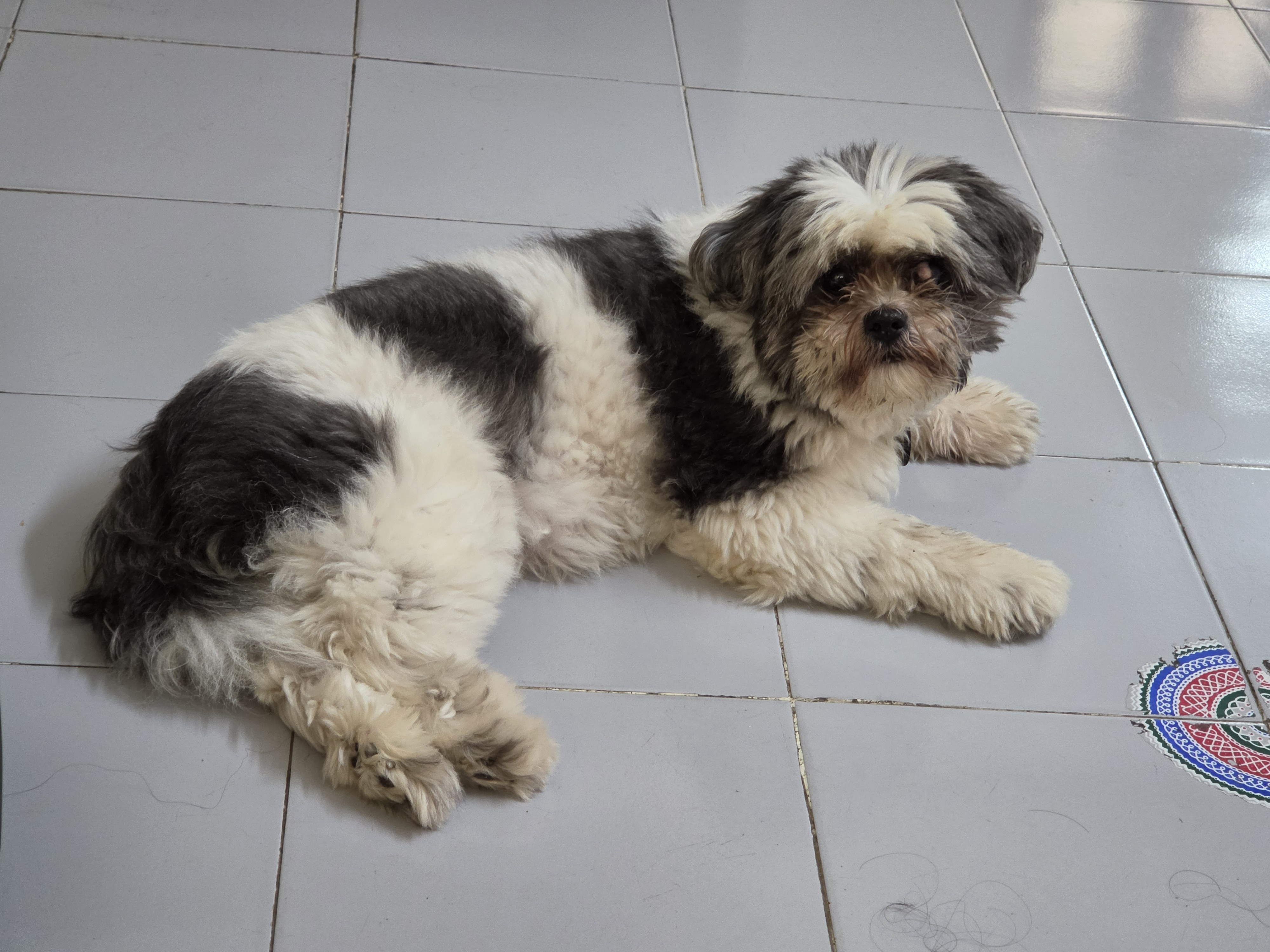 Photo of Oreo, a black and white shih tzu lying on the floor
